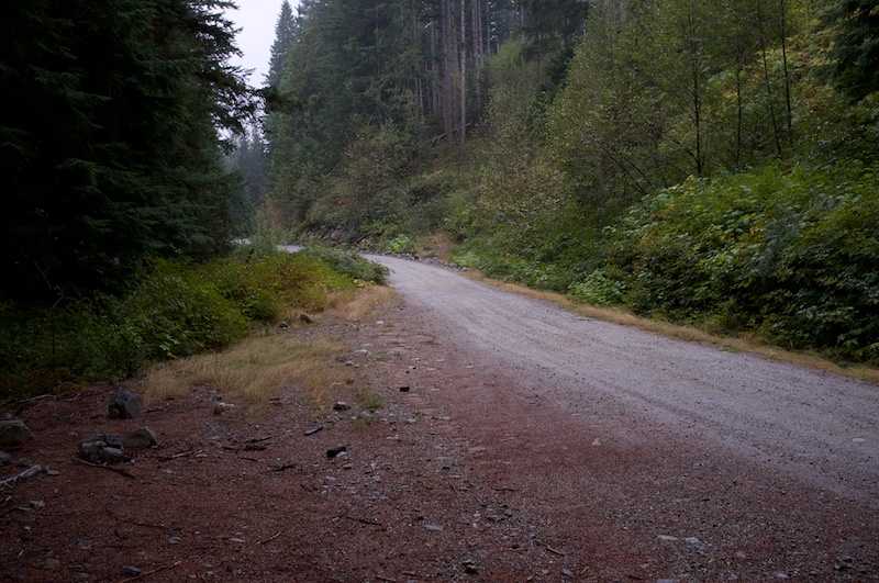 Logging road near SCT intersection south of spring lake