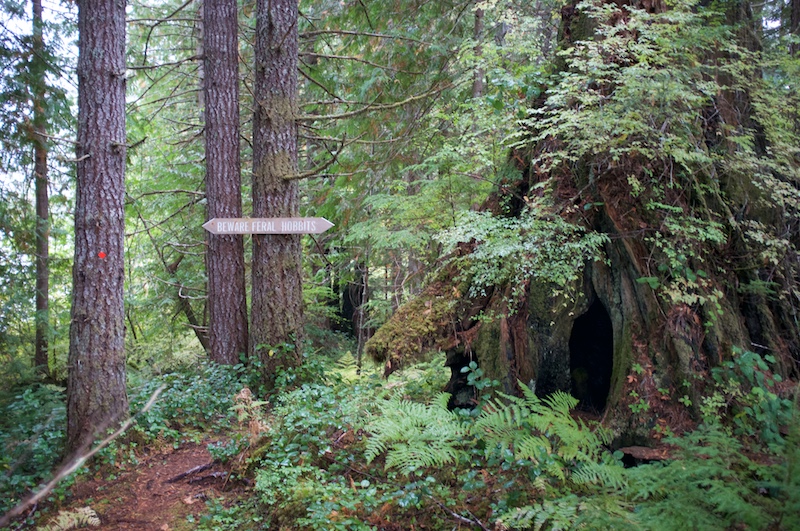 Beware Feral Hobbits