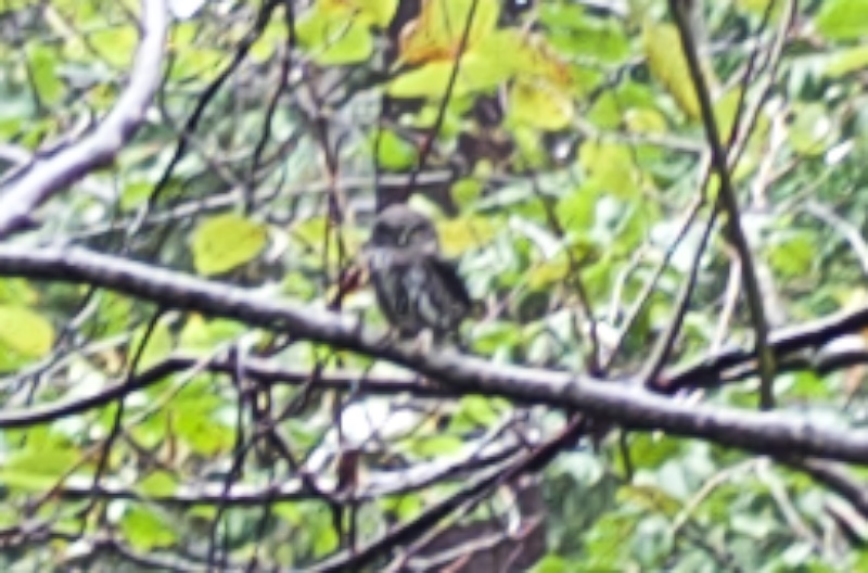 owl.