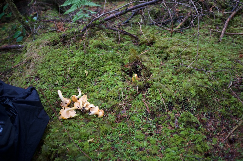 chanterelles! (you will never extrapolate their location from the adjacent pictures)