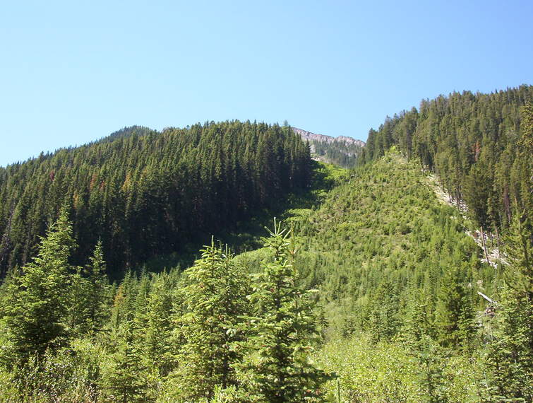Avalanche run